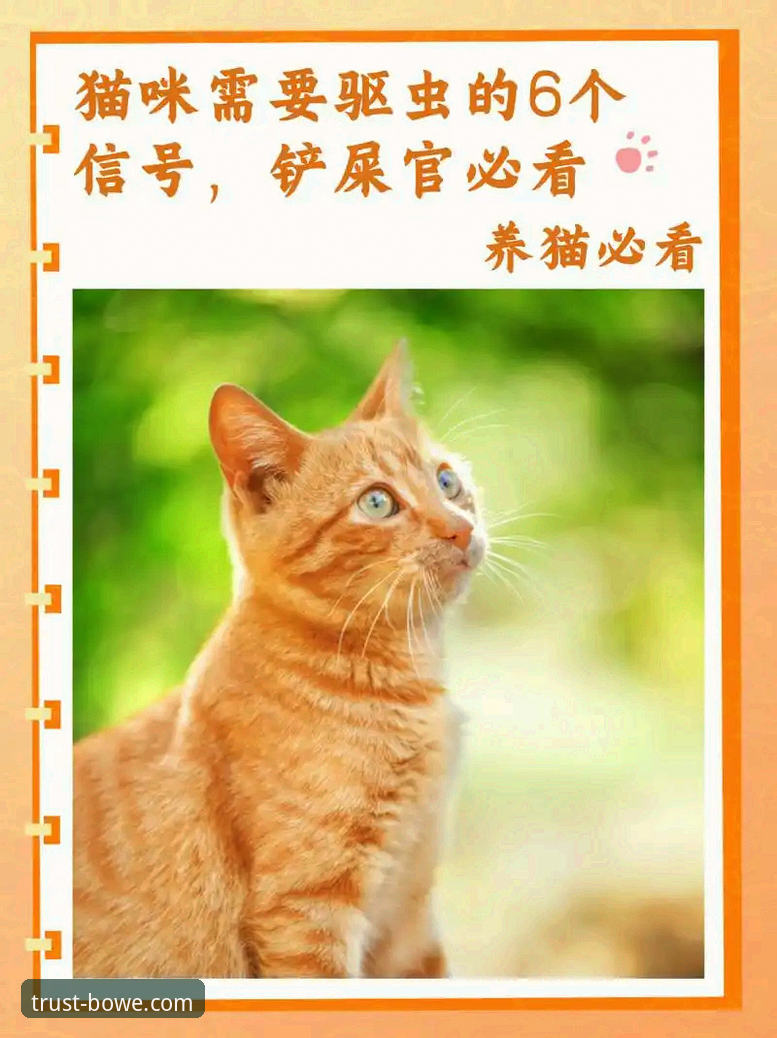 新手必看：宝威BOWE官方平台对比实用指南，轻松找到靠谱入口